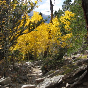 Aspen stand in full color next to trail