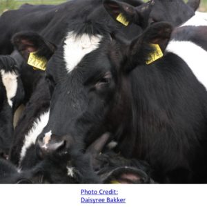 Closeup group of cows