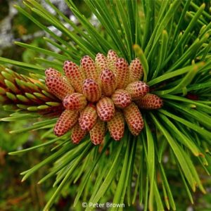 Lodgepole Cones