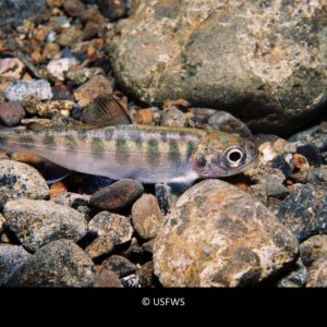 Young Chinook Salmon