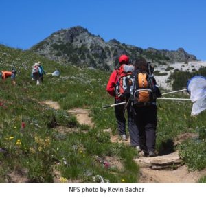 Sampling instects at high elevations