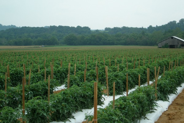 crops in central america