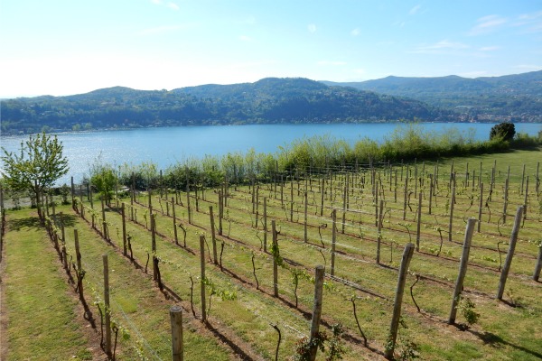 Lake Maggoire with vineyards in foreground