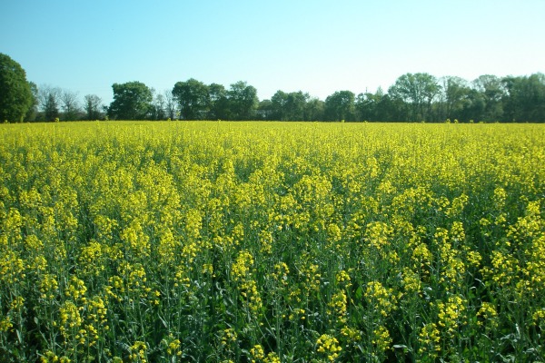 crops in bloom