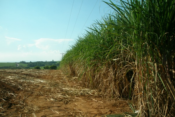 Sugarcane stands