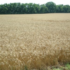 Wheat field