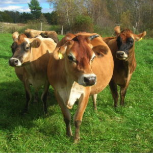 Herd of jerseys cows at University of New Hampshire’s Organic Dairy Research Farm