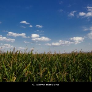Corn field photo