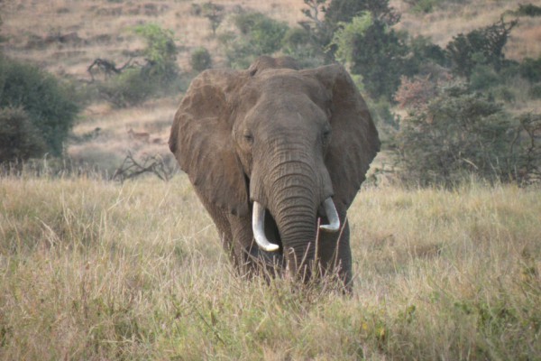 Elephant in savanna