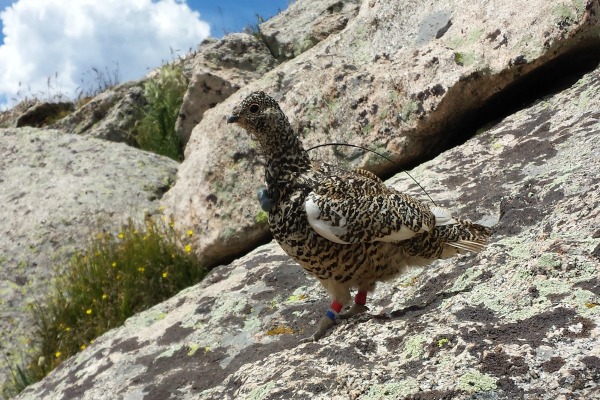 Sage-grouse camouflage in rocks