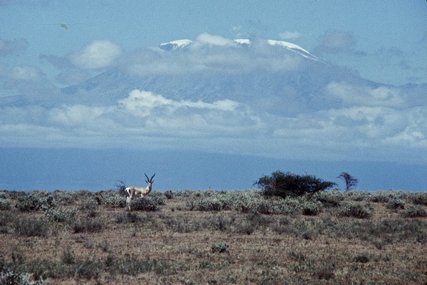 Impala in African plains