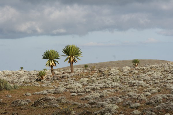 Ethiopia desert plants