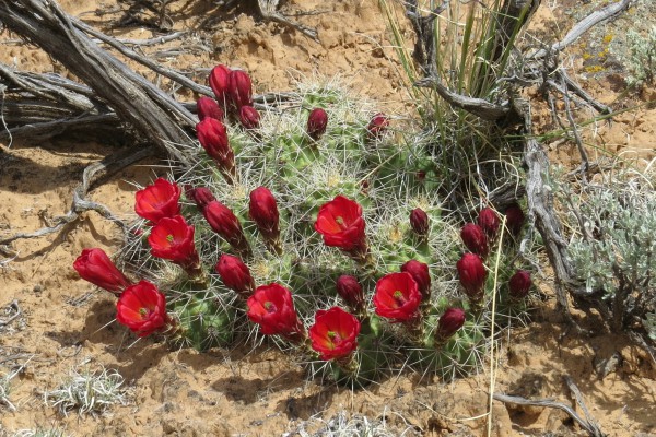 desert cactus in bloom