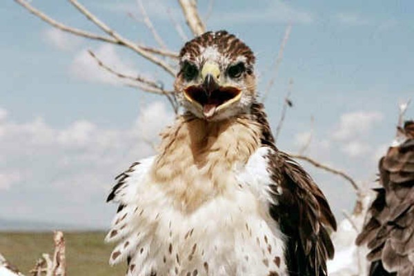 Ferruginous Hawk