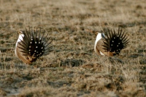 Male sage-grouse displaying for mates