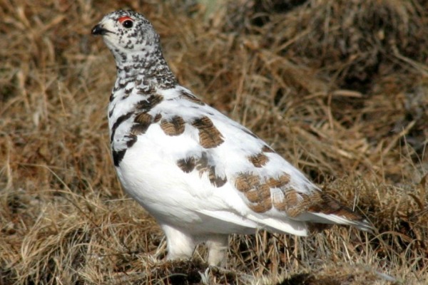 White-tailed Ptarmigan on Mt. Evans