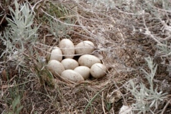 Sage-grouse egg clutch