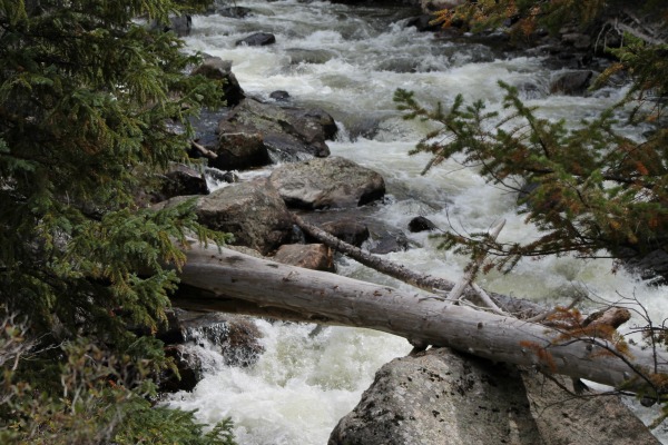 Fallen tree across white water rapids