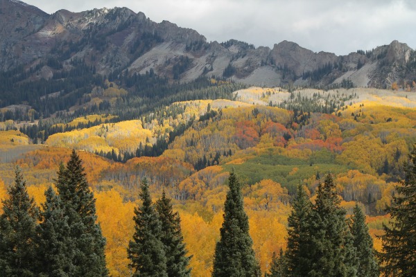 Aspen stand changing colors