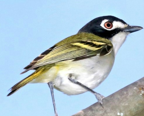 Black-capped vireo