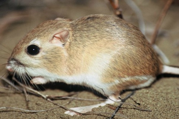 Kangaroo rat