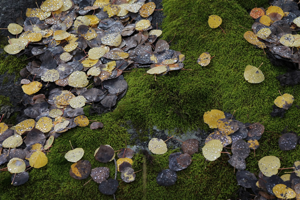 aspen leaves