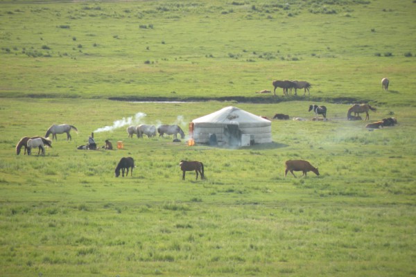 Rangeland in Mongolia.