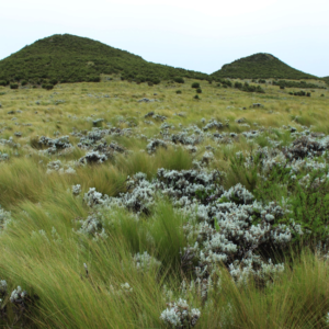 Guassa grass and Helichrysum shrubs.