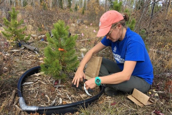 Researcher setting up experiment on newly planted pine tree