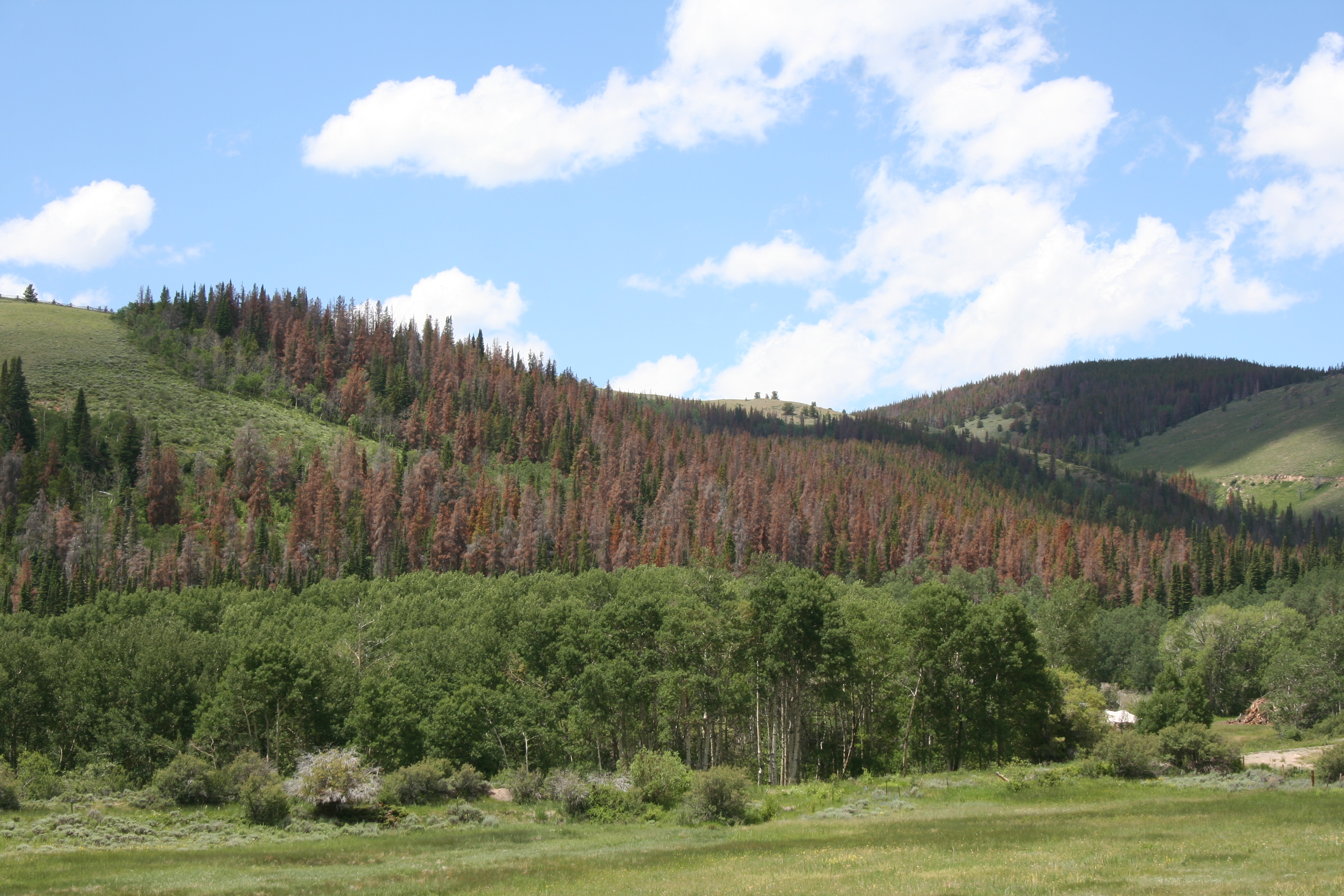 Beetle-kill forest in  Wyoming