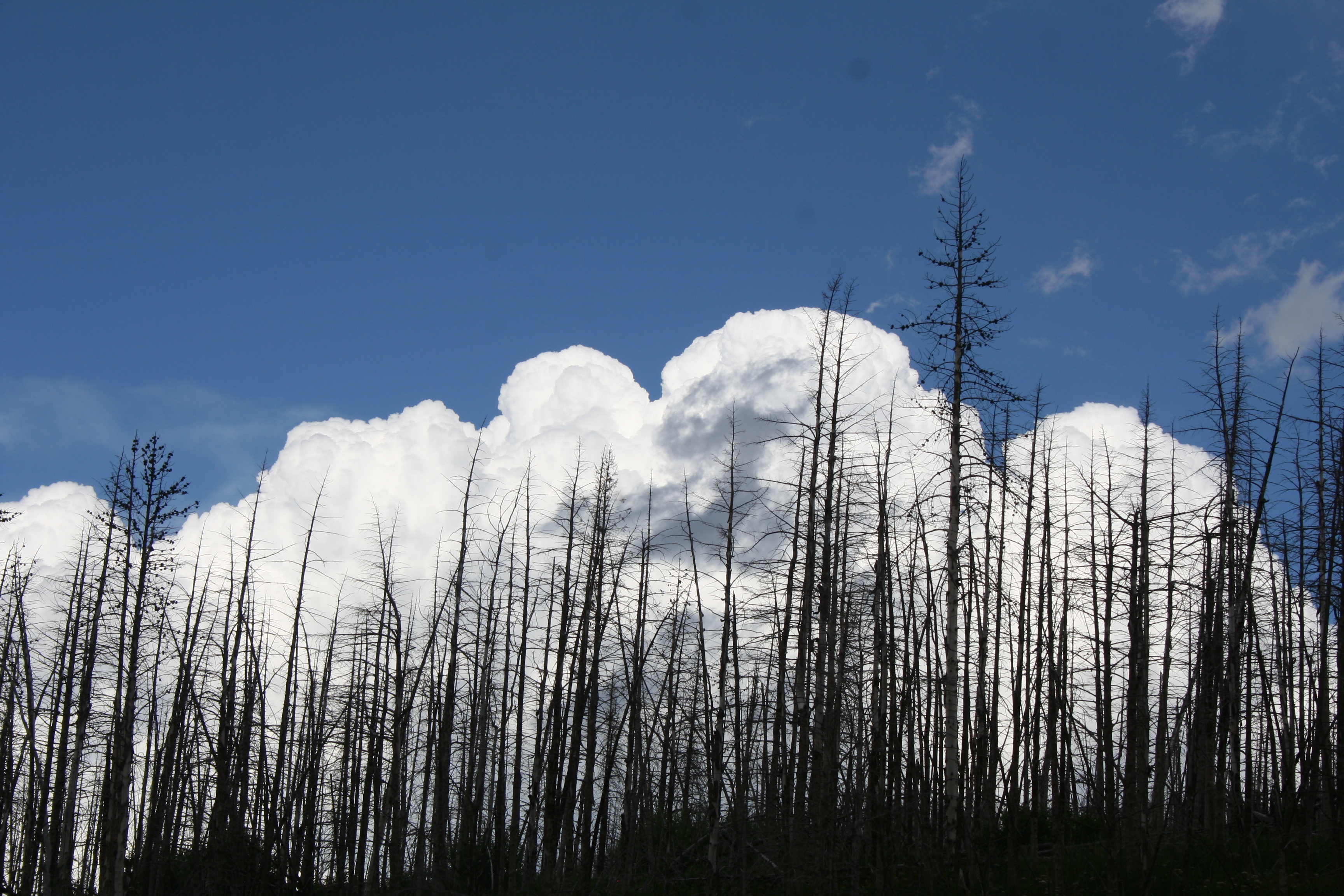 Pine forest burn site in Montana