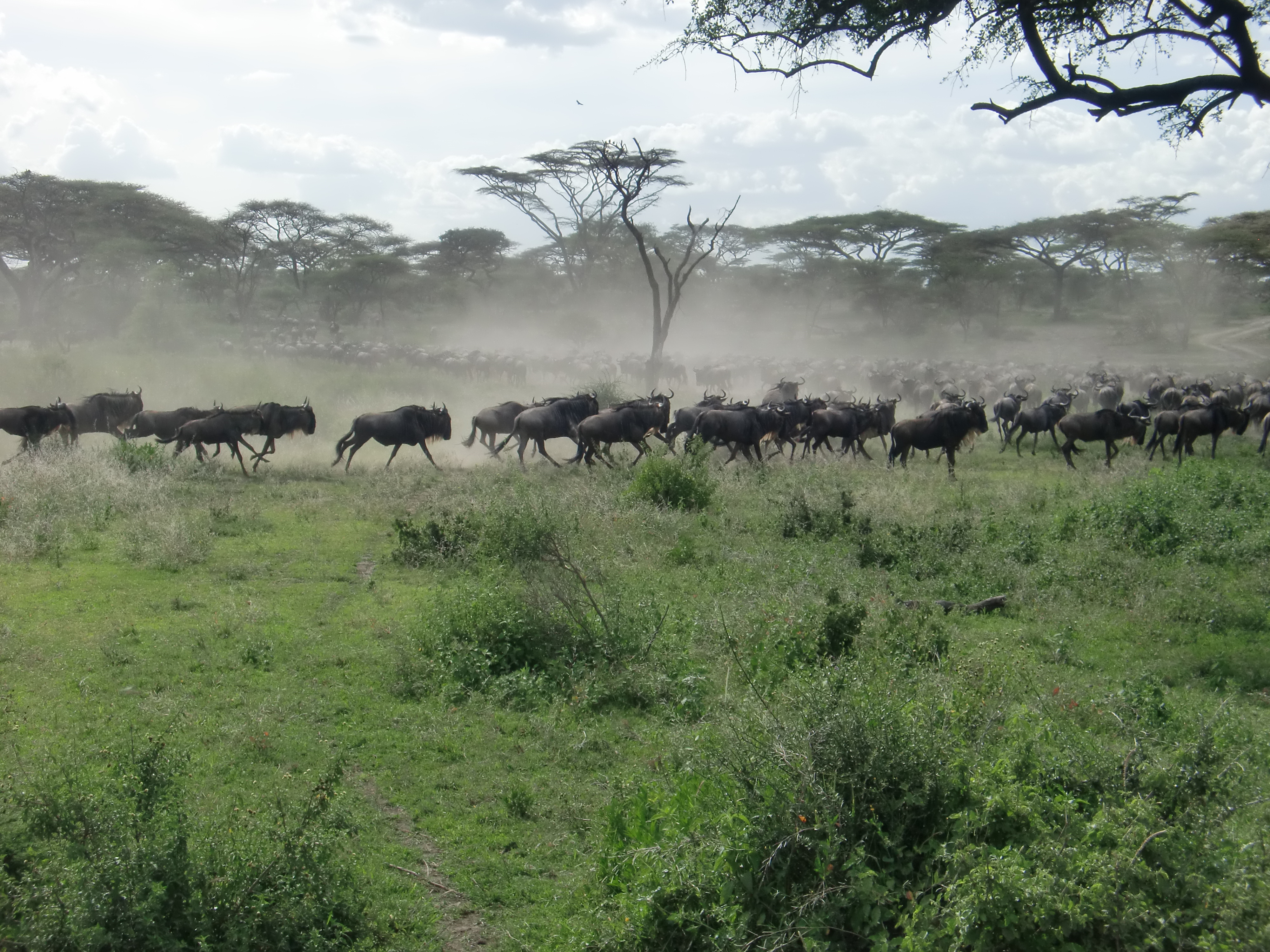 Wildebeest heard in Tanzania