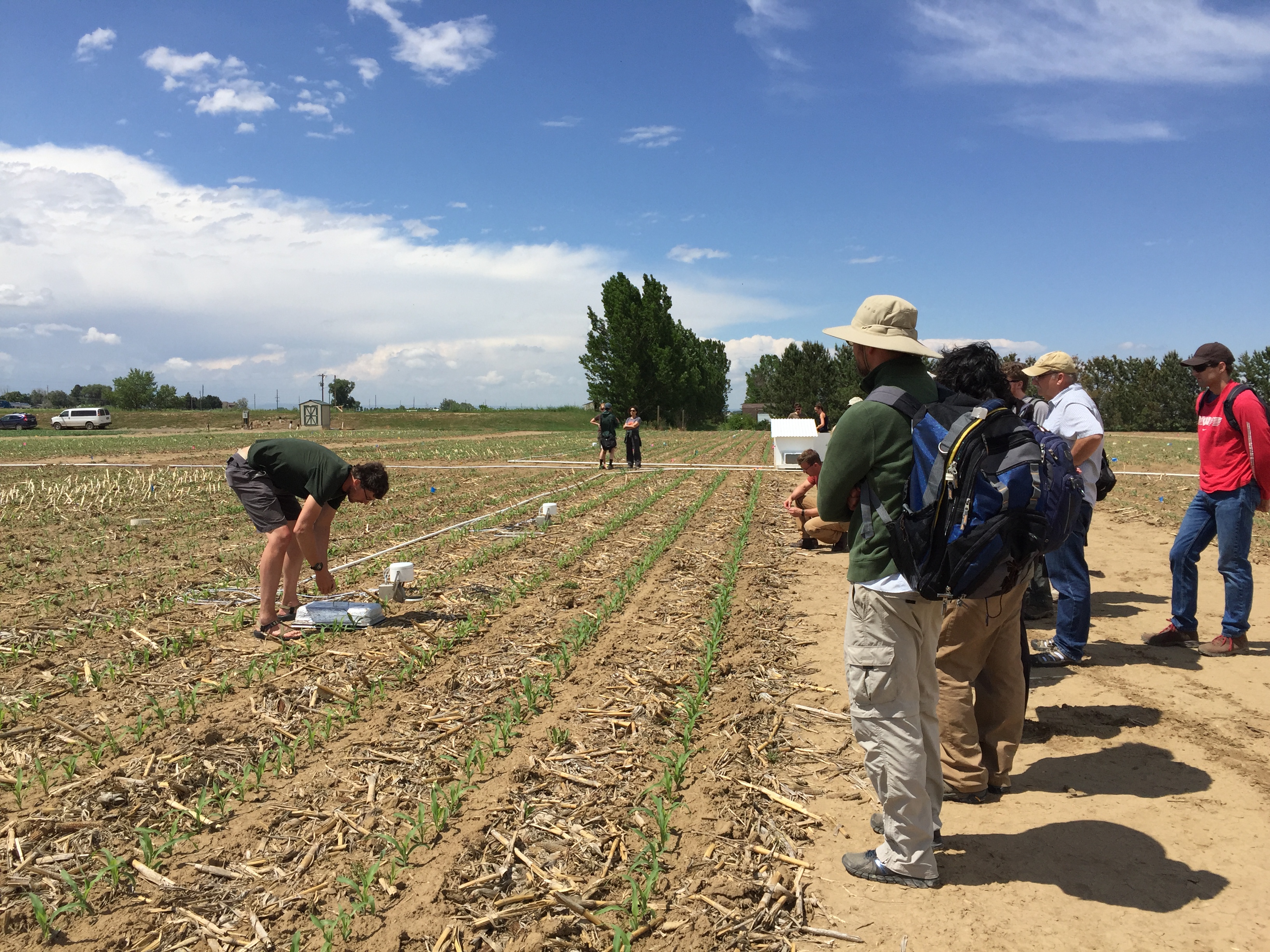 Students talking samples in a young corn field