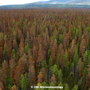 Forest colored orange-brown by beatle kill