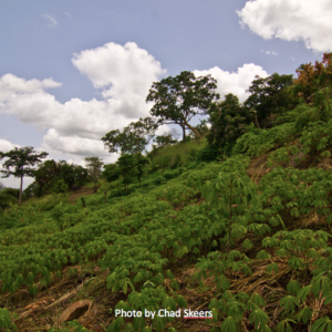 South American tree platation on a hillside