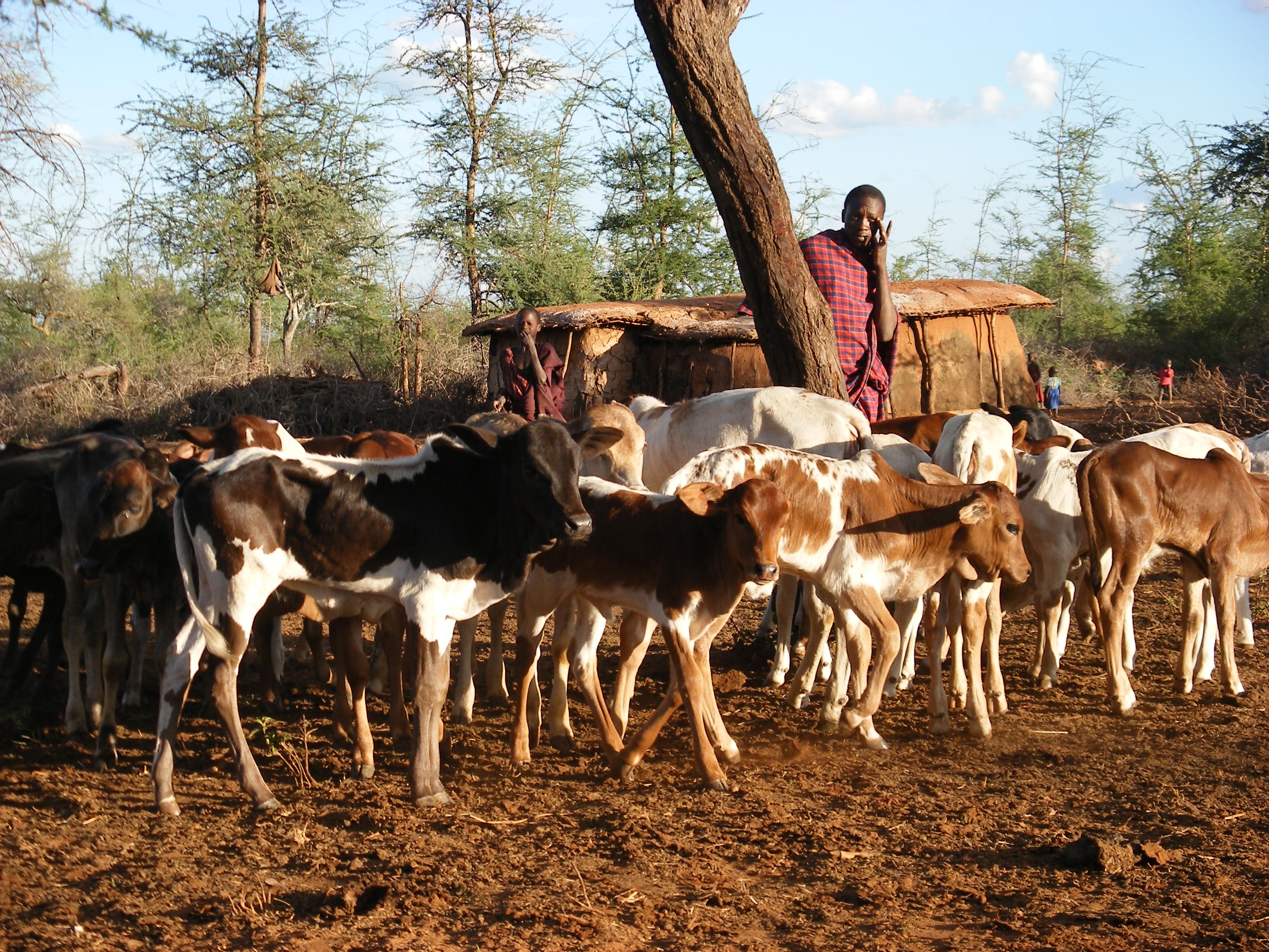 Herder with young cattle in East Africa