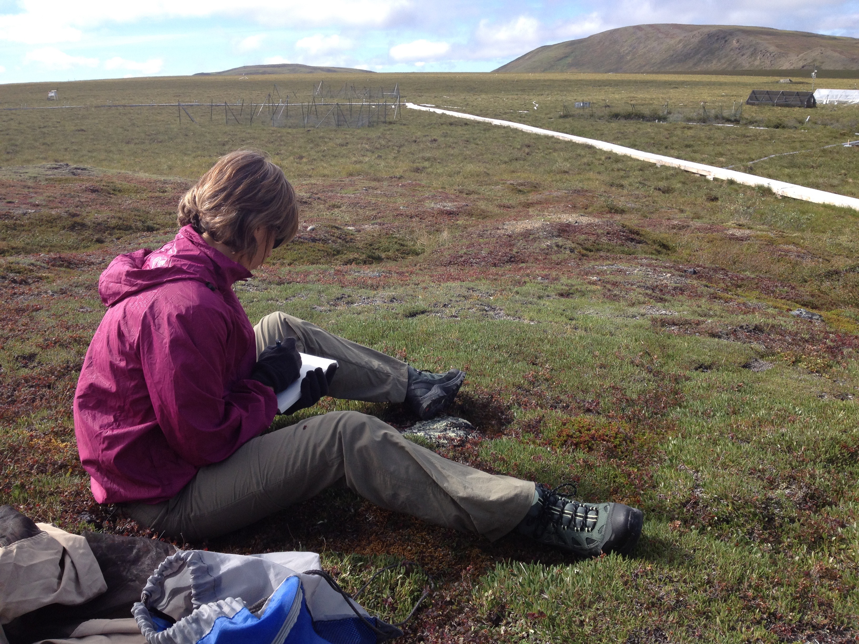 Researcher taking note about tundra plants