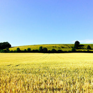 Crop field at hills edge.