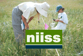 NISS logo on picture of two researchers doing a plant survey