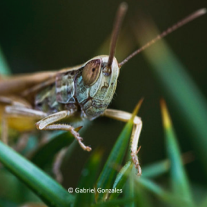 Close-up of grasshopper.