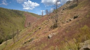 Red Cheatgrass stand at Squirrel Creek