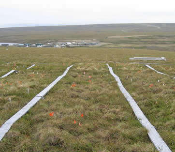 Toolik Study site