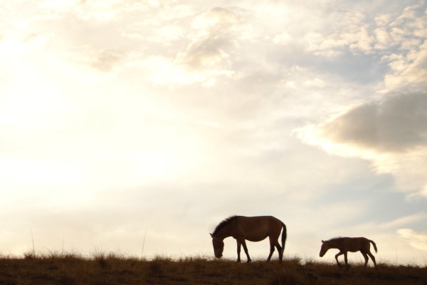 Wild horse silhouette with clouds