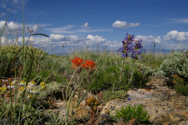 Indian paintbrush and other wild flowers.