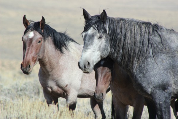 Two wild horses