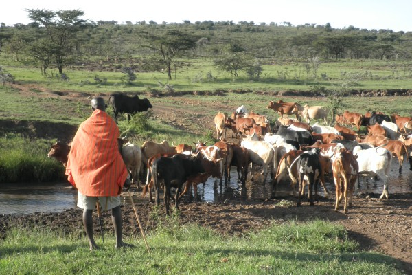 Man hearding cattle on foot.