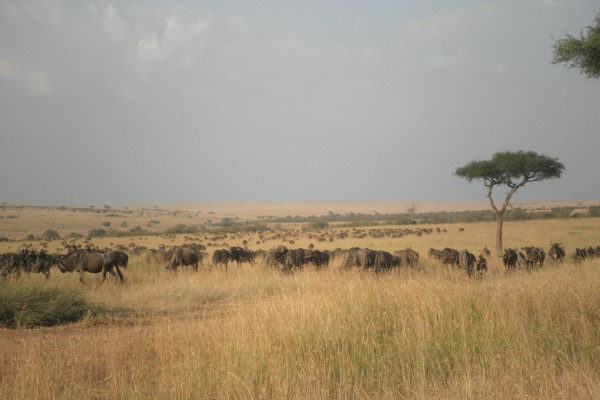 Wildebeest in grassland.