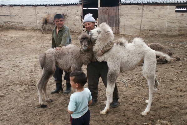 Two men with adolescent camels.