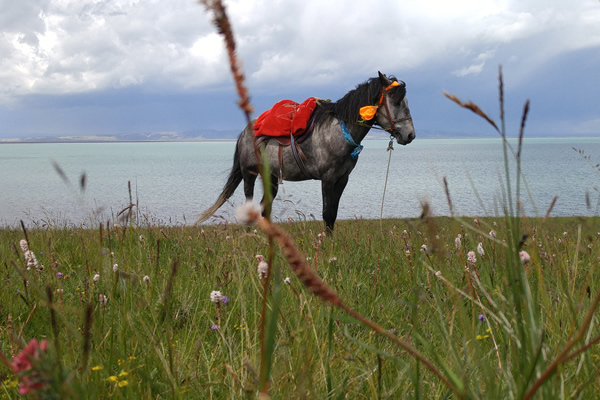 horse at lake