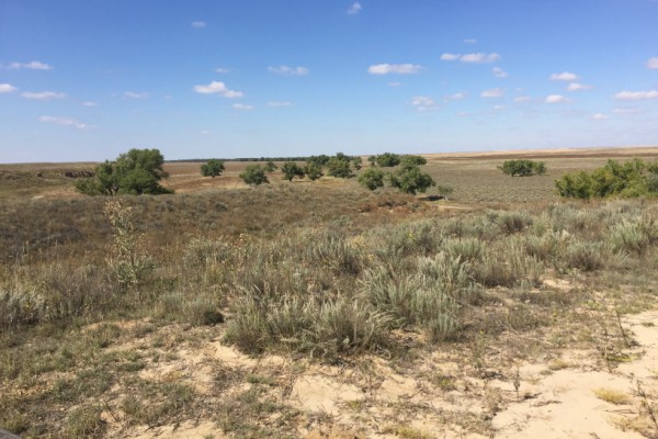 Sagebrush on prairie.